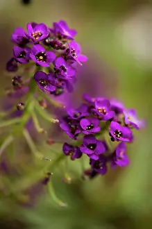 Alyssum: Alyssum