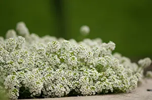 Alyssum: Alyssum
