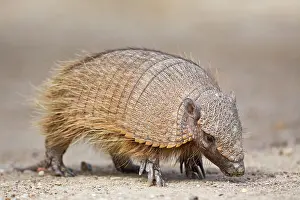 Nacional: Amadillo (Dasypodidae), peninsula Valdes, Patagonia