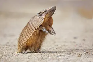 Nacional: Amadillo (Dasypodidae), peninsula Valdes, Patagonia
