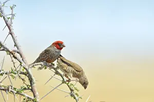 Dimorphism: Amadina erythrocephala Amadina