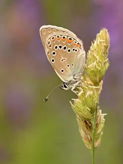 Verdon: Amanda's Blue