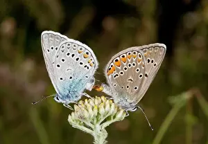 Lepidopterae: Amanda's Blues Butterflies - pair mating