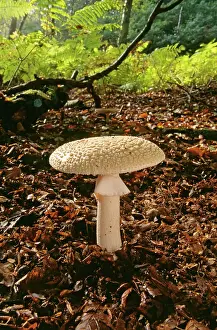 Excelsa: Amanita Fungi