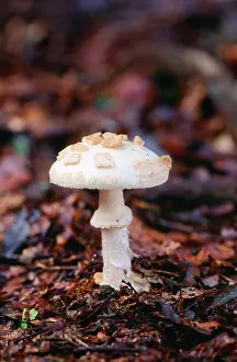 Citrina: Amanita Fungi - False Death Cap