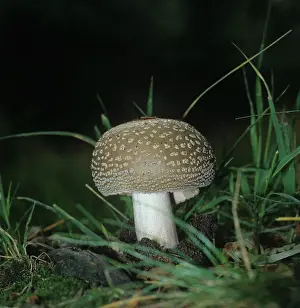 Toadstool: Amanita rubescens