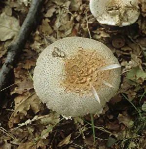 Opened: Amanita rubescens