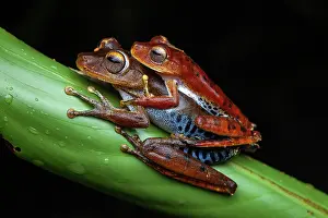 Amazonian: Amapa tree frog (Hypsiboas dentei) amplexus, French