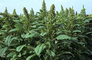 Amaranthaceae: Amaranth crop