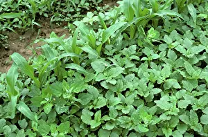 Severe: Amaranth or pigweed