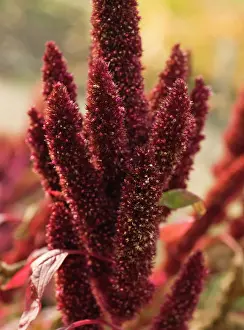 Plume: Amaranthus