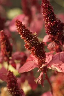 Resistant: Amaranthus