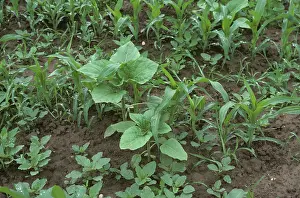 Volunteer: Amaranthus, volunteer sunflowers and grass weeds