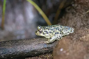 Oasis: Amargosa Toad