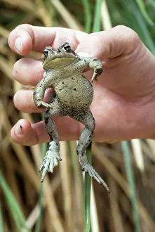 Oasis: Amargosa Toad