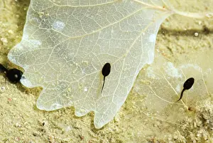Oasis: Amargosa Toad Tadpoles