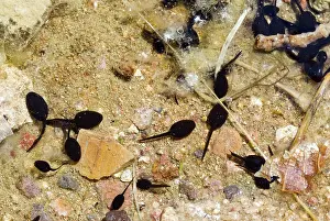 Oasis: Amargosa Toad Tadpoles