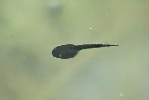 Oasis: Amargosa Toad Tadpoles