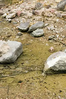 Oasis: Amargosa Toad Tadpoles