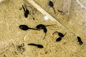 Oasis: Amargosa Toad Tadpoles
