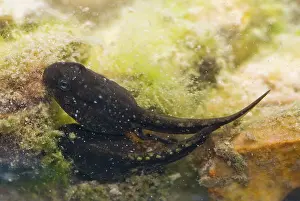 Oasis: Amargosa Toad Tadpoles