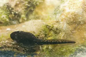 Oasis: Amargosa Toad Tadpoles