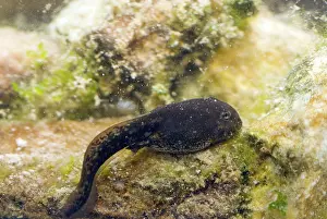 Oasis: Amargosa Toad Tadpoles
