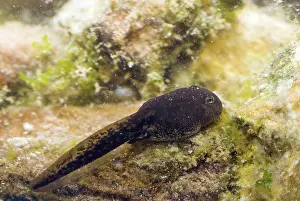 Oasis: Amargosa Toad Tadpoles