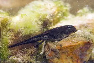 Oasis: Amargosa Toad Tadpoles