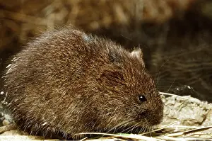Voles: AMARGOSA VOLE - close-up