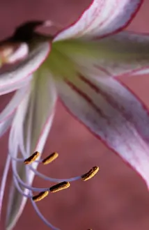 Belladonna: Amaryllis