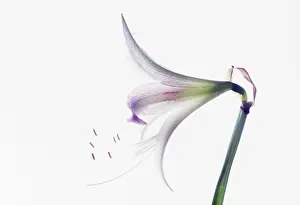 Belladonna: Amaryllis