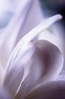 Belladonna: Amaryllis