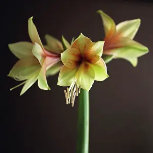 Belladonna: Amaryllis