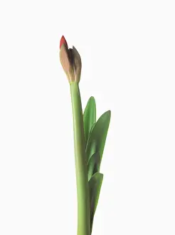 Belladonna: Amaryllis