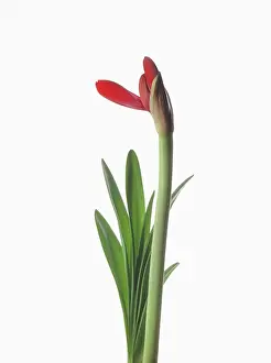 Belladonna: Amaryllis