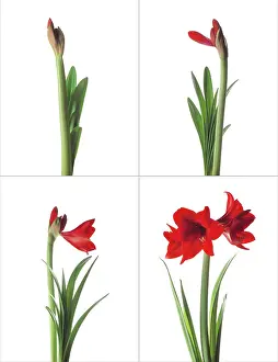 Belladonna: Amaryllis
