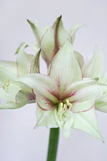 Naked: Amaryllis