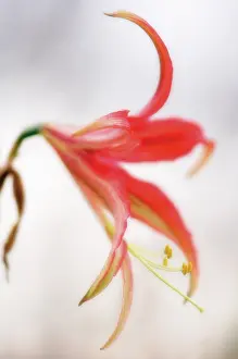 Amaryllis: Amaryllis