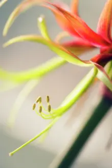 Amaryllis: Amaryllis