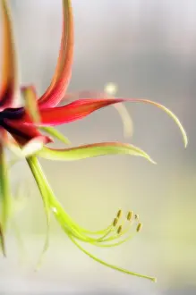 Amaryllis: Amaryllis