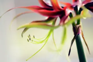 Amaryllis: Amaryllis