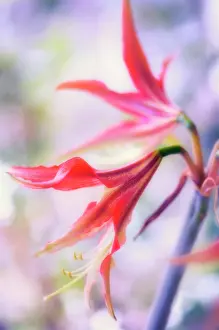 Naked: Amaryllis