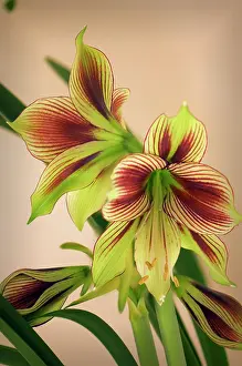 Naked: Amaryllis