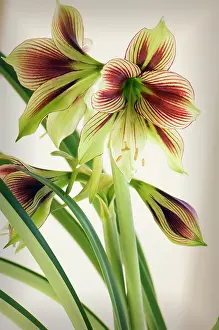 Naked: Amaryllis