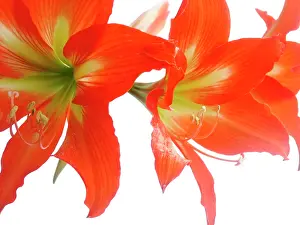 Naked: Amaryllis