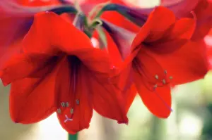 Naked: Amaryllis