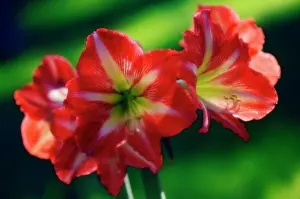 Naked: Amaryllis