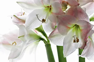 Naked: Amaryllis
