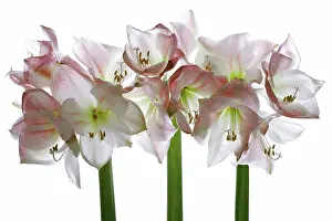Naked: Amaryllis